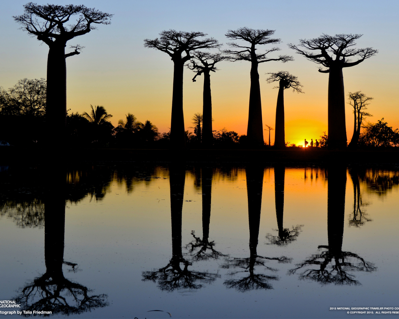 Free download Baobab Tree Wallpaper and Background Image stmednet [1600x1200] for your Desktop, Mobile & Tablet. Explore Baobab Background. Baobab Background