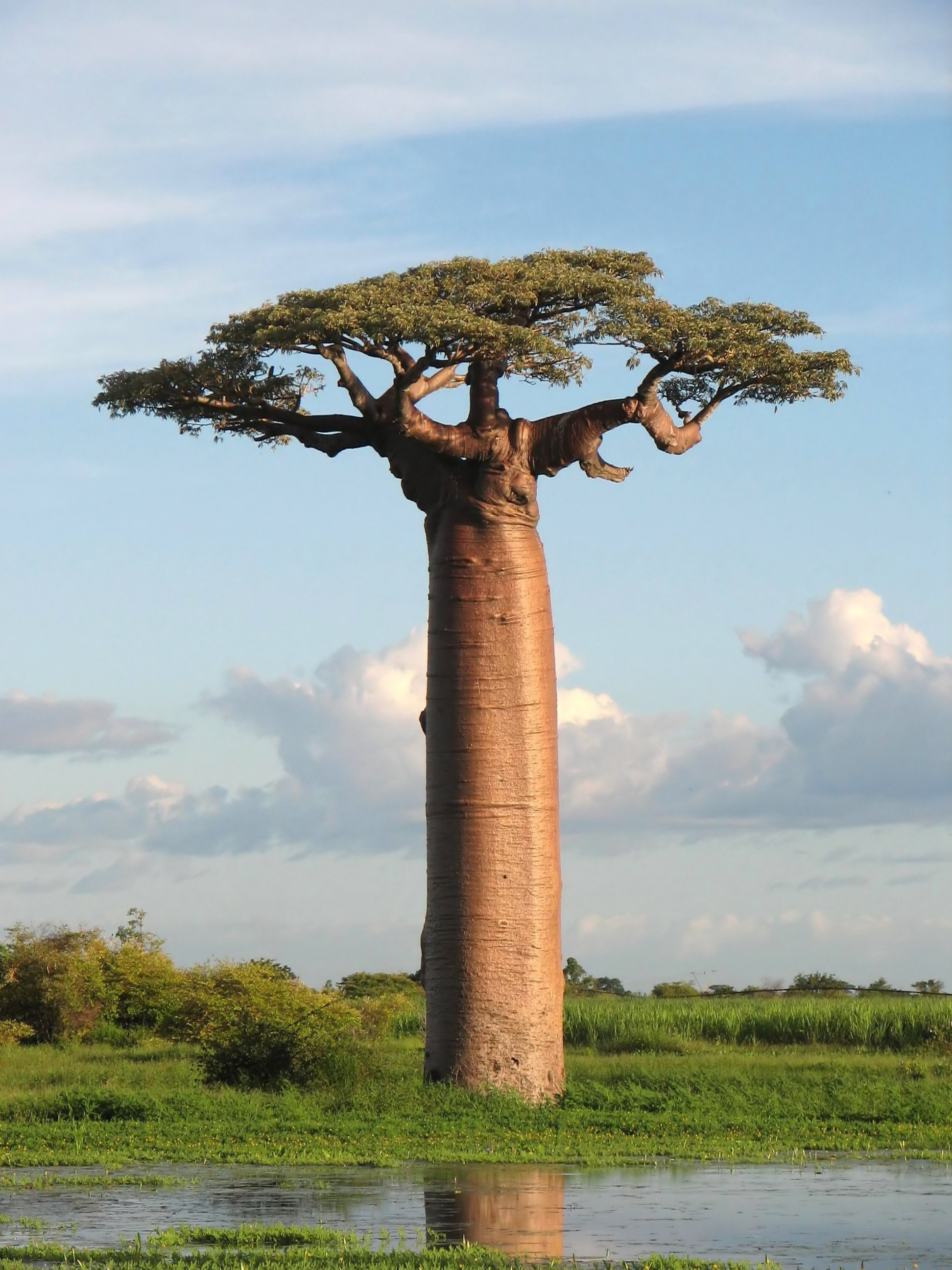 Free photo: Baobab tree, Blue, Branches