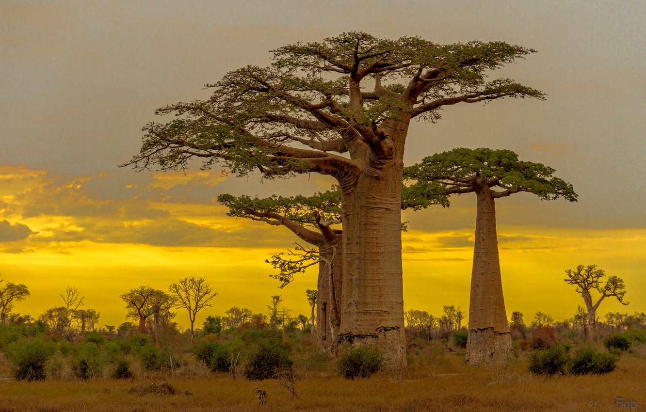 Wallpaper baobab, glow, Madagascar image for desktop, section пейзажи