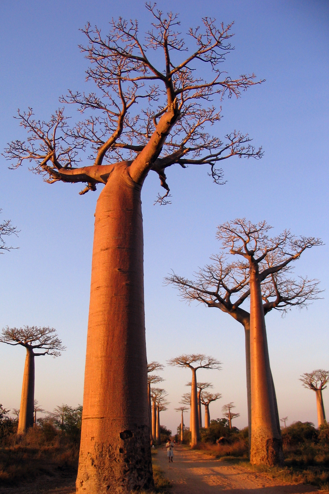 Baobab Tree Wallpapers - Wallpaper Cave