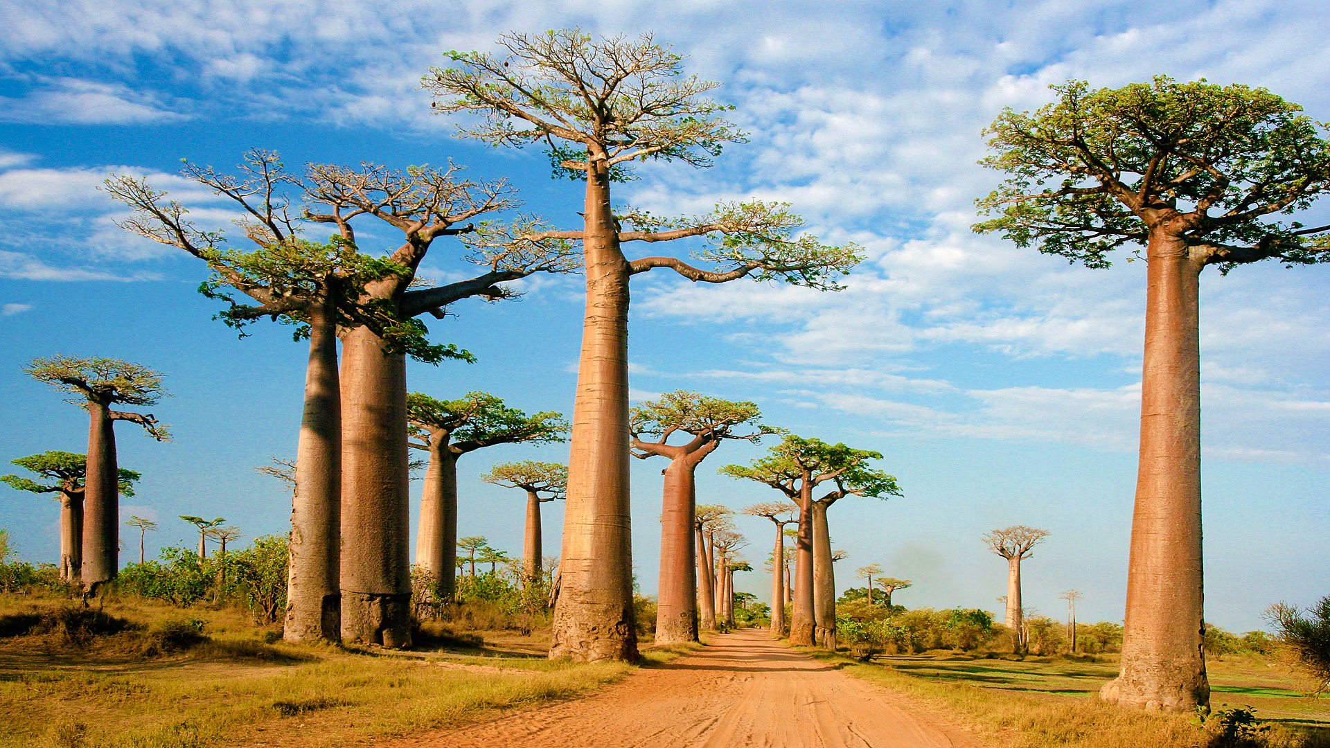 BBC Radio 4 Histories, Baobab reasons to love the baobab tree