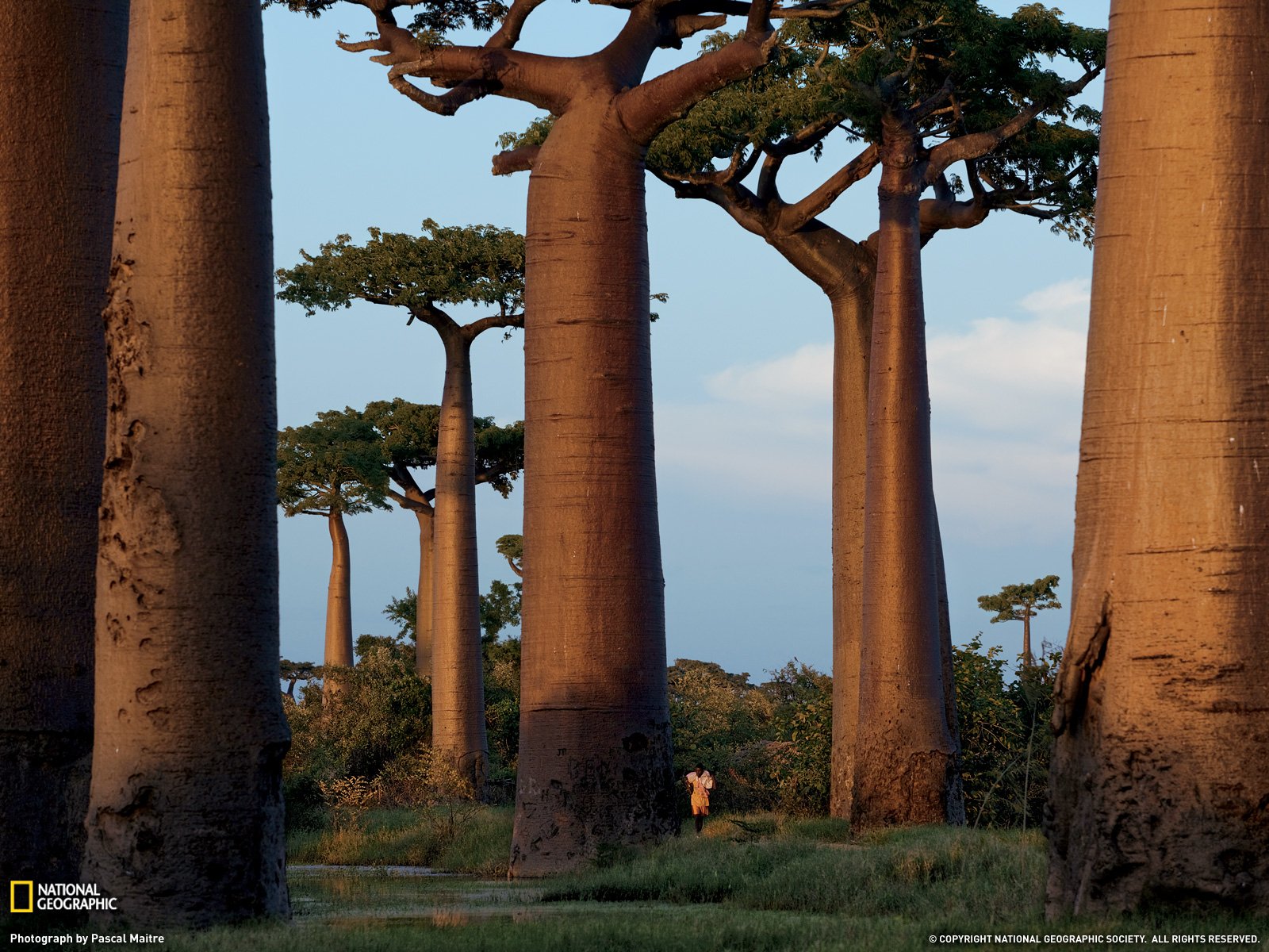 Baobab Tree Wallpaper and Background Imagex1200