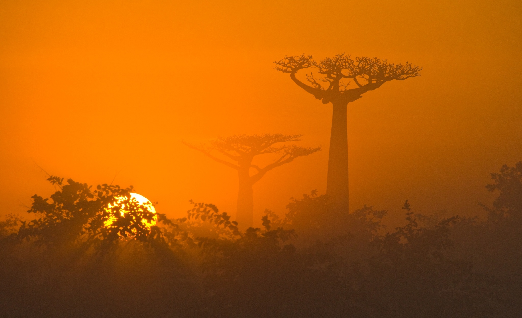 Afica Baobab Tree Dawn Sun Sunrise Tree Wallpaper:2048x1250