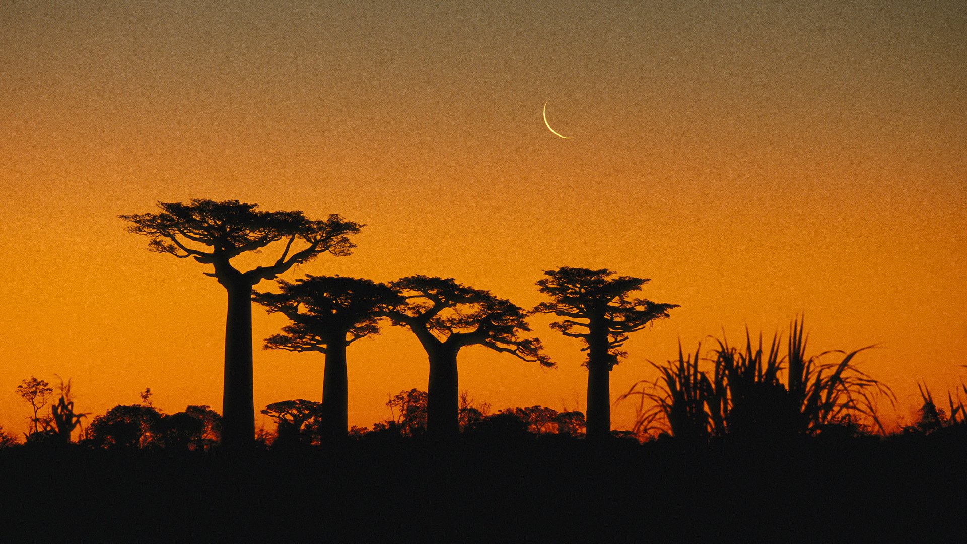 Baobab Trees HD Wallpaper