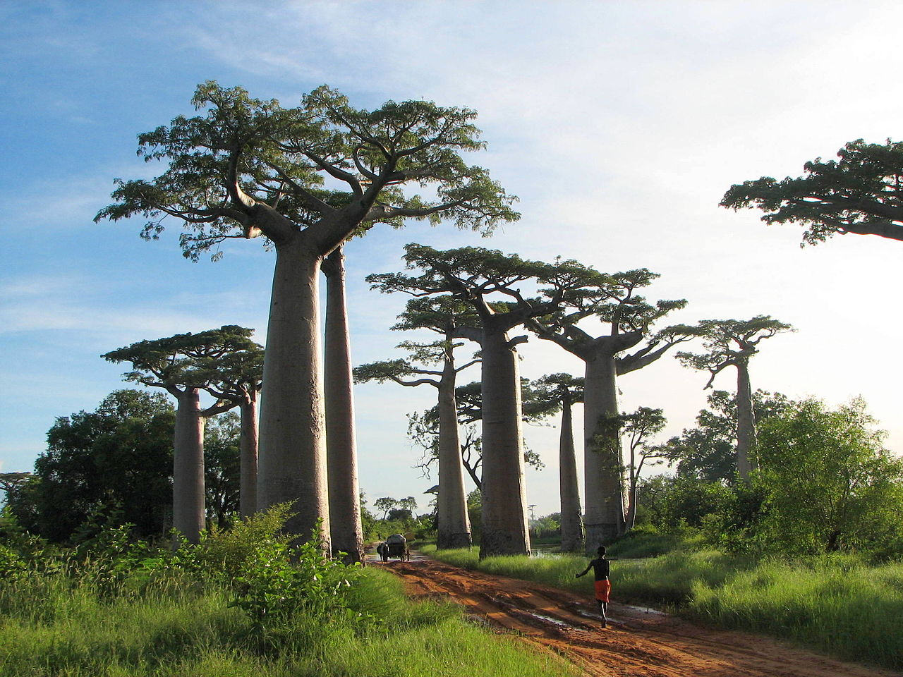 African Baobab Tree Desktop Wallpaper