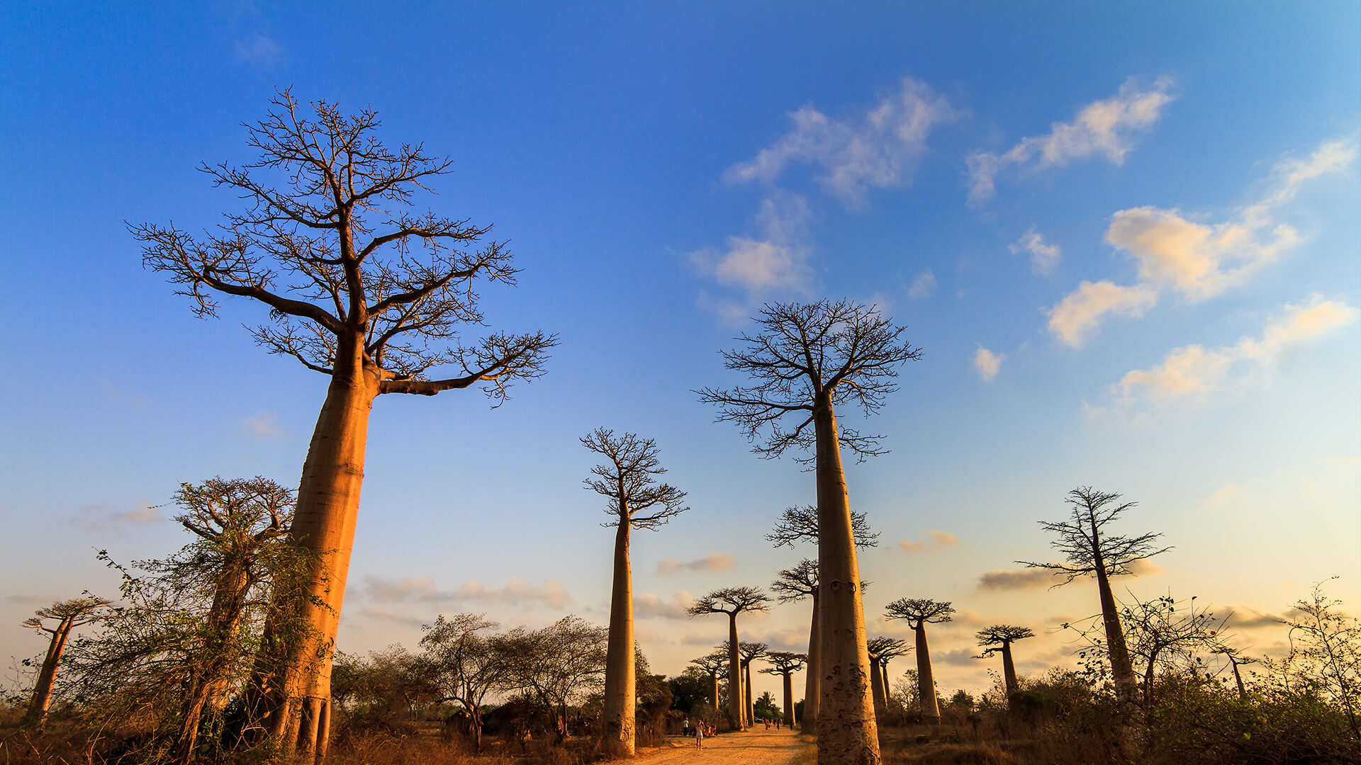 Baobab. San Diego Zoo Animals & Plants