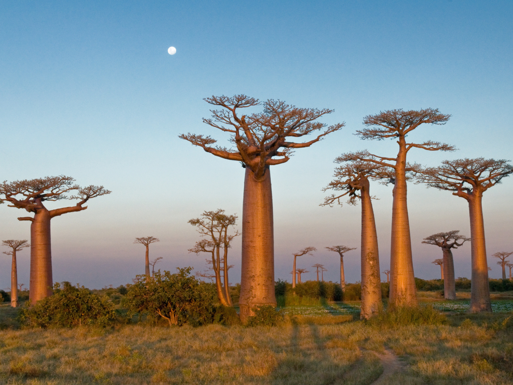 Photos: Group of baobab trees, Madagascar