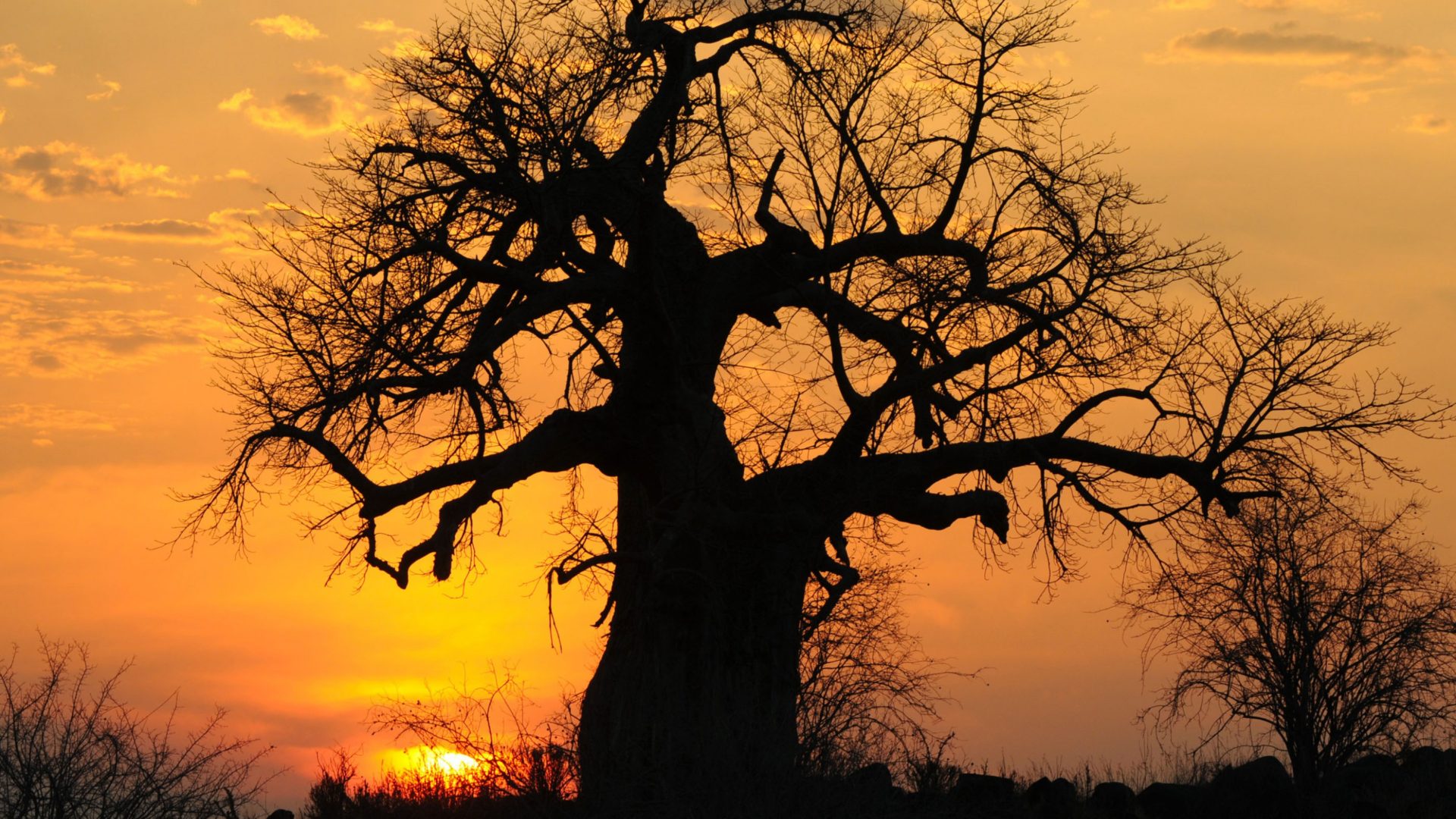 Sunset Baobab Tree Tanzania HD wall