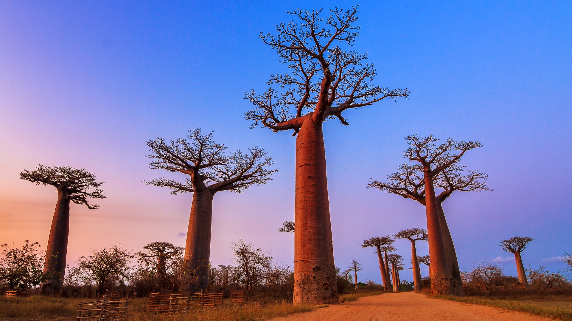 Beautiful Baobab trees after sunset at the avenue of the baobabs, Menabe, Madagascar. Windows 10 Spotlight Image