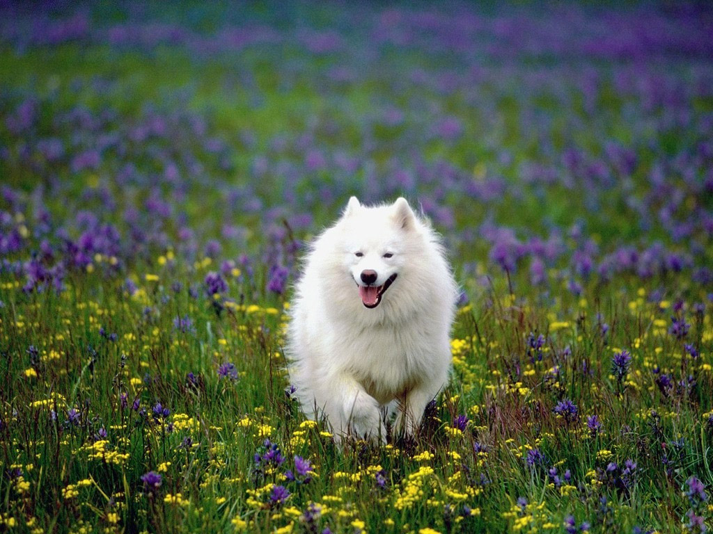 Free download Add photo American Eskimo Dog in the field of flowers in your blog [1024x768] for your Desktop, Mobile & Tablet. Explore Puppies and Flowers Wallpaper