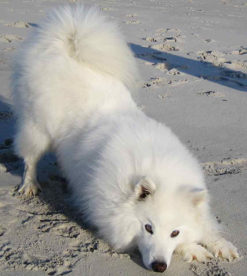 American Eskimo dog