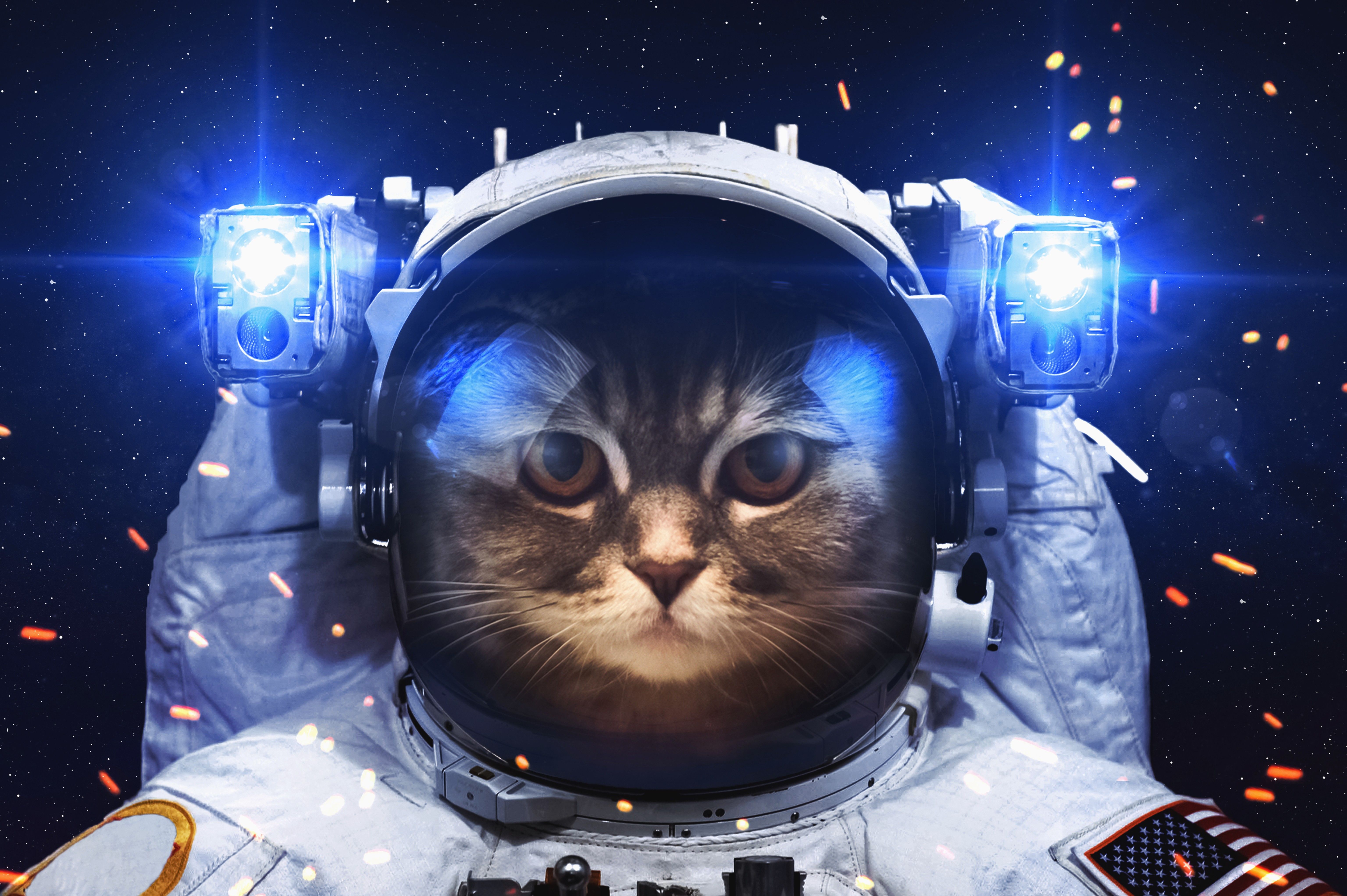Astronaut Cat Phone Wallpaper