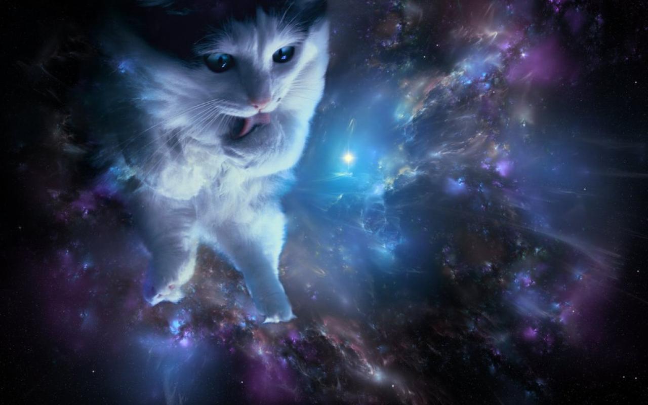 Free download Cat in space wallpaper 1032x774 HQ WALLPAPER 24125 [1280x800] for your Desktop, Mobile & Tablet. Explore Cat Wallpaper 1920x1080x1080 Wallpaper Full HD, HD Abstract Wallpaper 1920x HD Cat Wallpaper