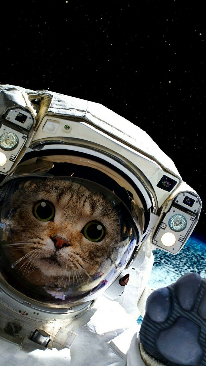 space kitty. Astronaut cat, Space cat, Cats