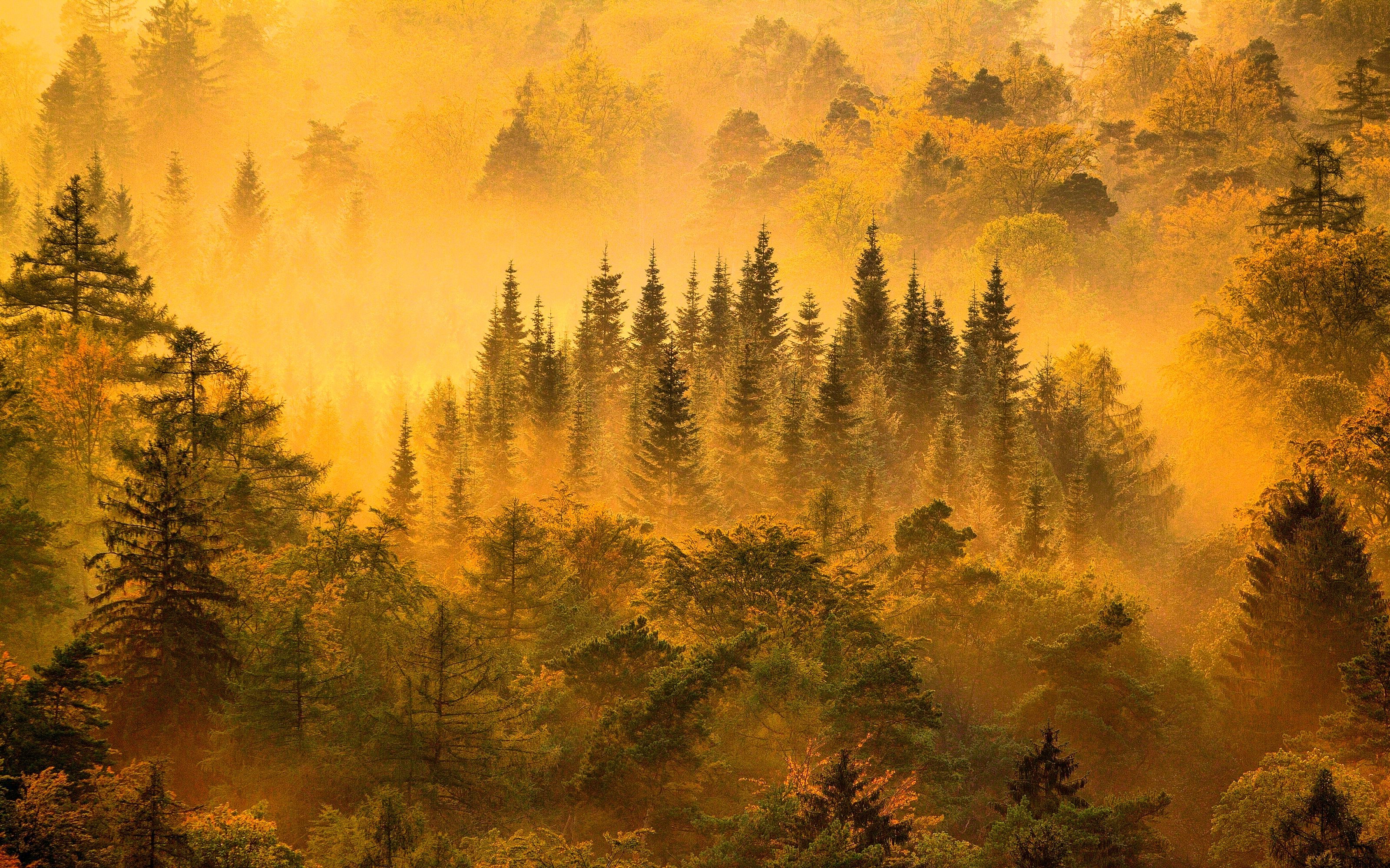 nature, Landscape, Mist, Forest, Sunrise, Trees, Fall, Mountain, Yellow, Green Wallpaper HD / Desktop and Mobile Background
