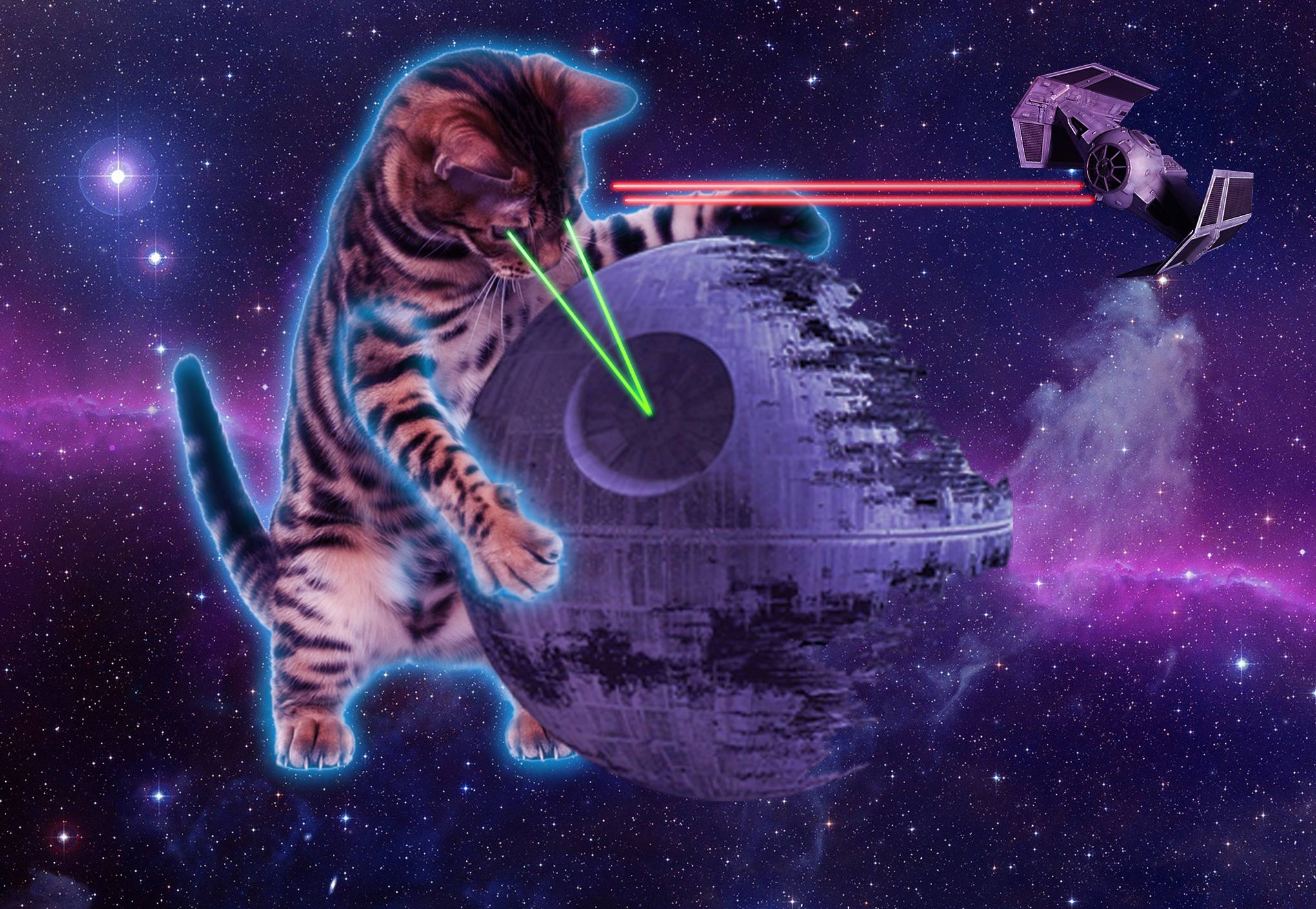 Kitten In Space Wallpaper