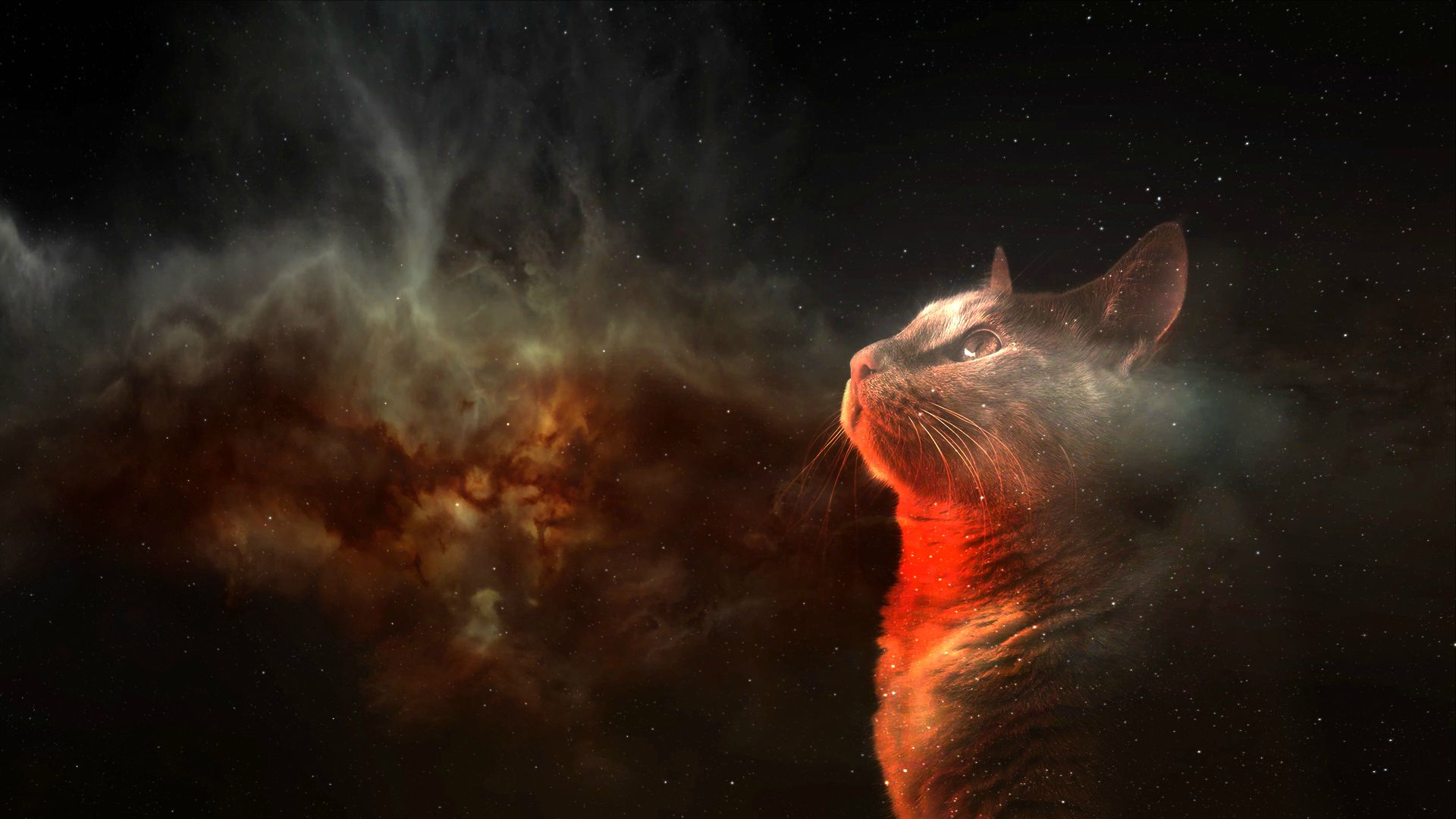 Space Cat HD Wallpaper