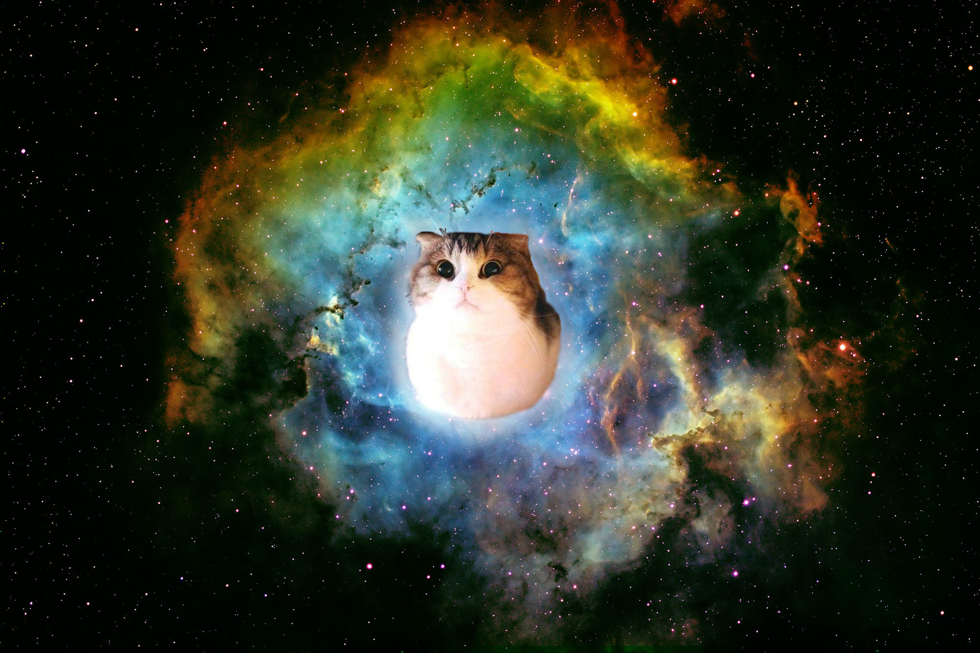 Space Cat Wallpaper HD Resolution