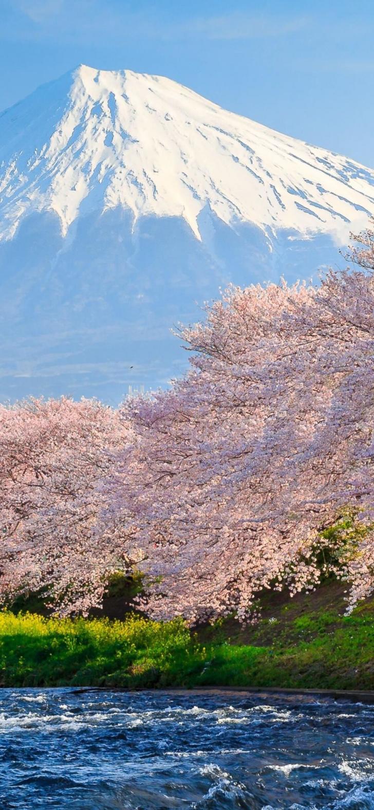 Wallpaper HD: 1125x Sakura, River, Japan, iPhone, Xs, iPhone, iPhone, X