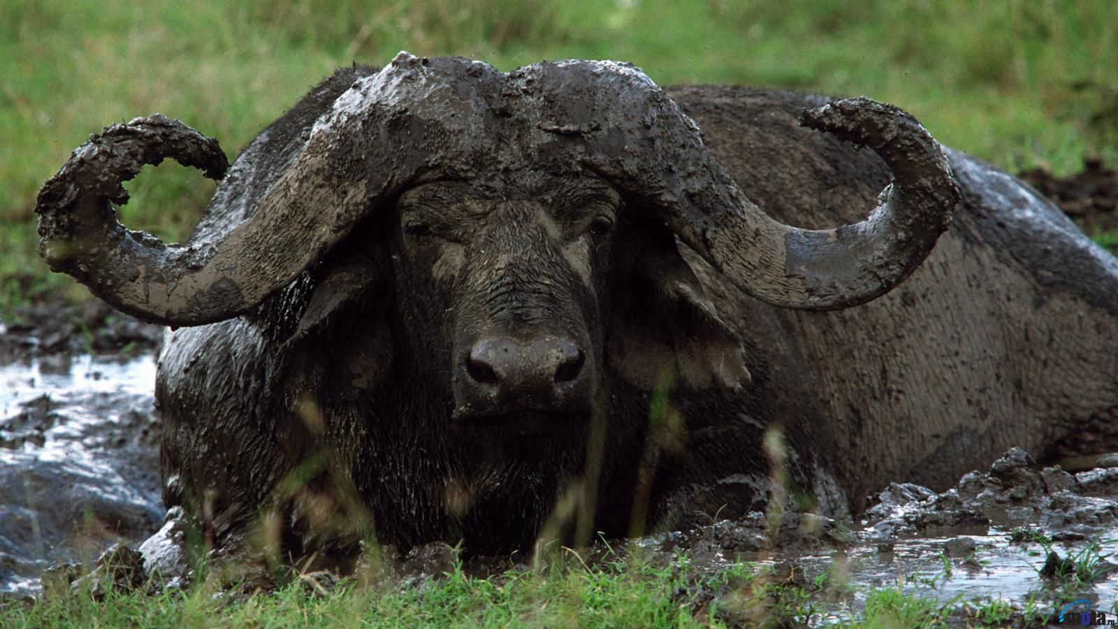 Download Wallpaper African (Cape) buffalo (1600 x 900 widescreen). Desktop wallpaper and photo. African buffalo, African animals, Animals