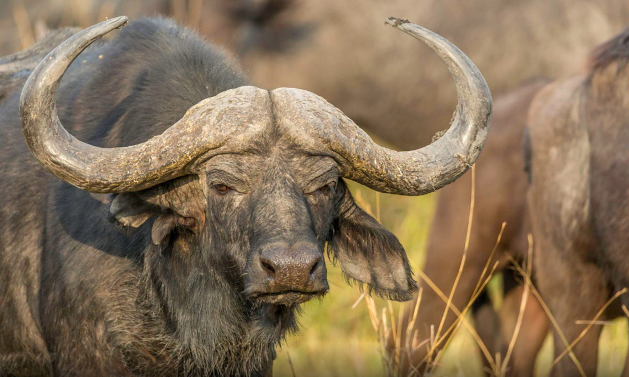 African Buffalo HD Desktop Wallpaper 2880h1800, Wallpaper13.com
