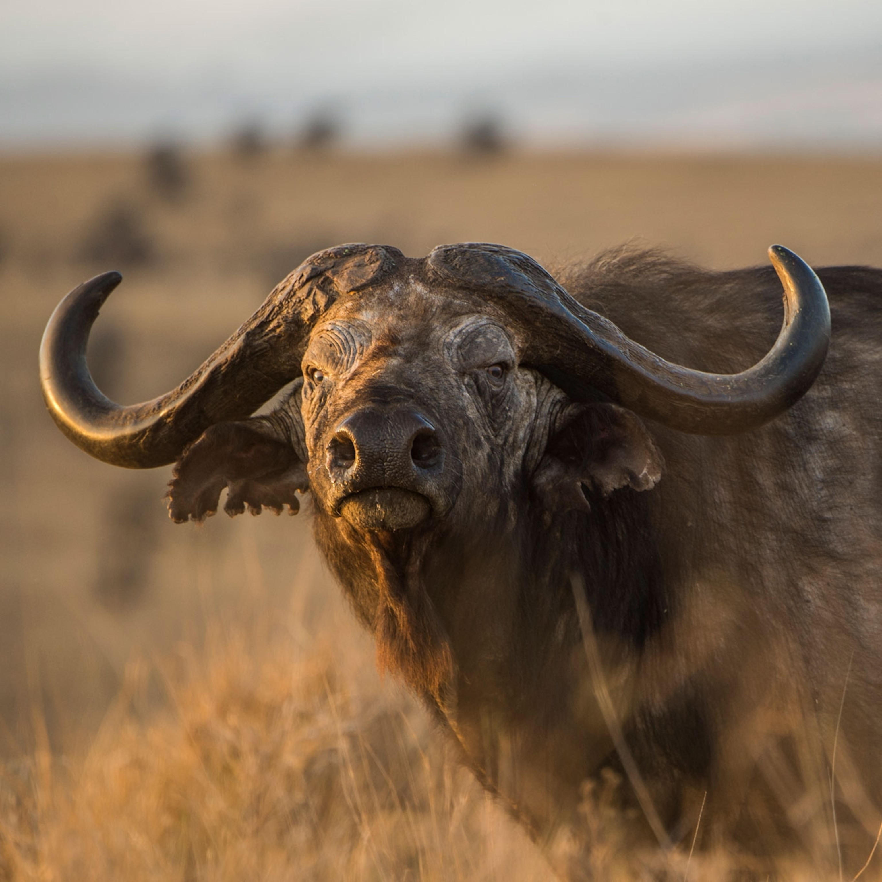 African Buffalo Wallpapers Wallpaper Cave Wp10995752