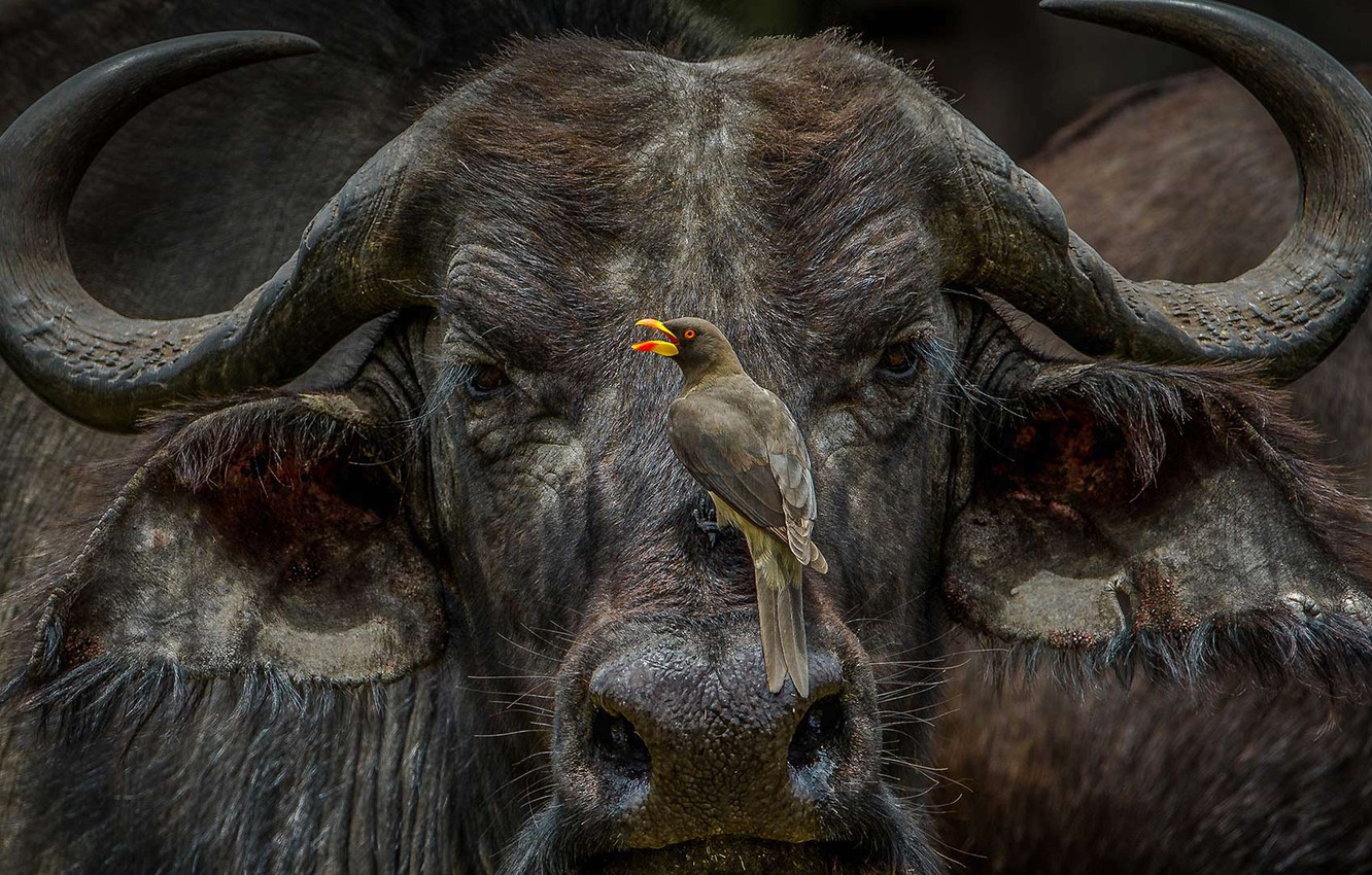 African Buffalo Wallpapers - Wallpaper Cave