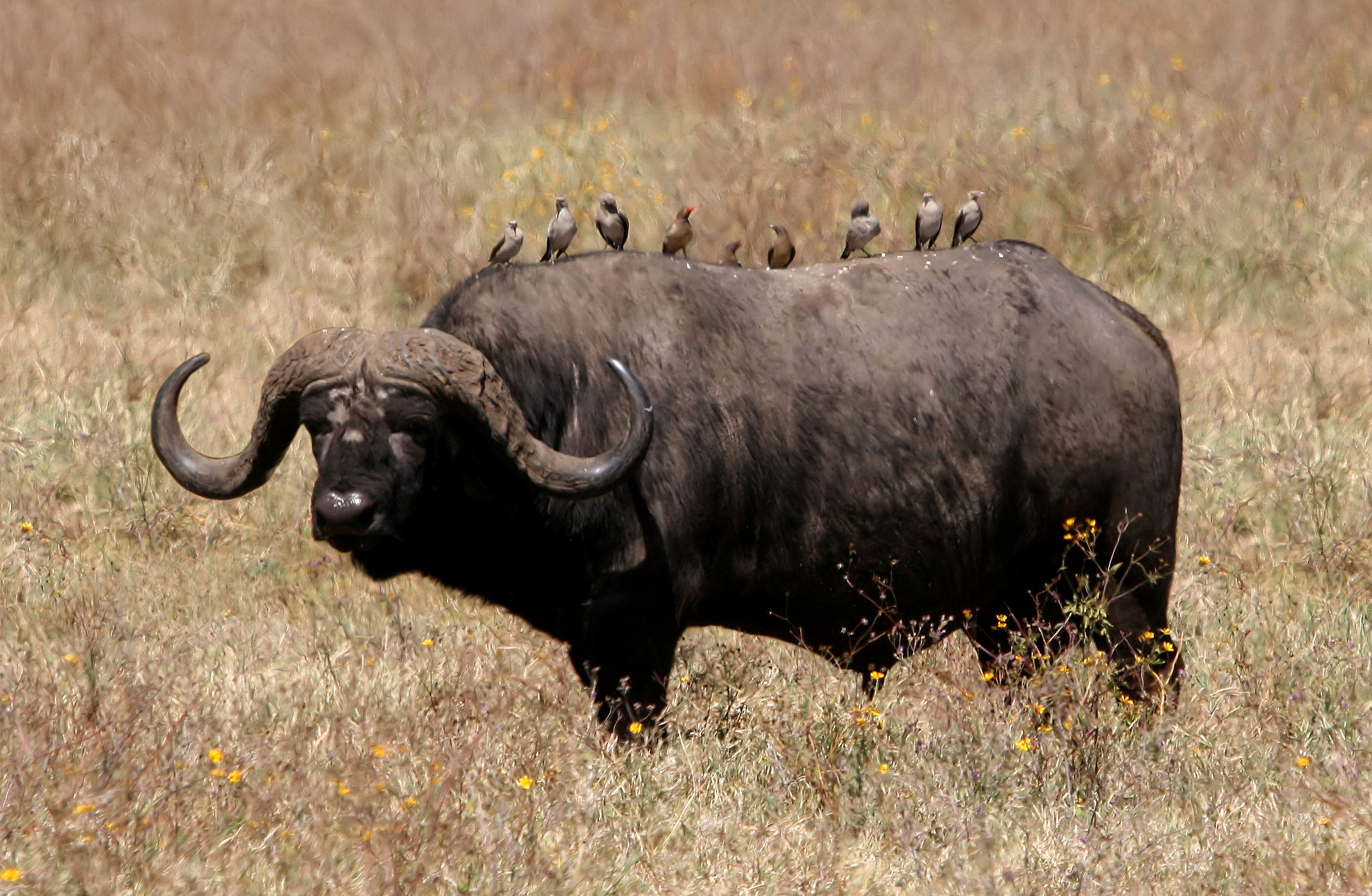 African Buffalo. High Definition Wallpaper. Cool Nature Wallpaper