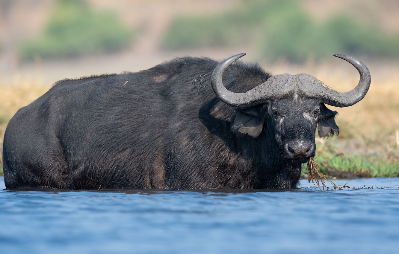 African Buffalo Wallpapers Wallpaper Cave Wp10995804
