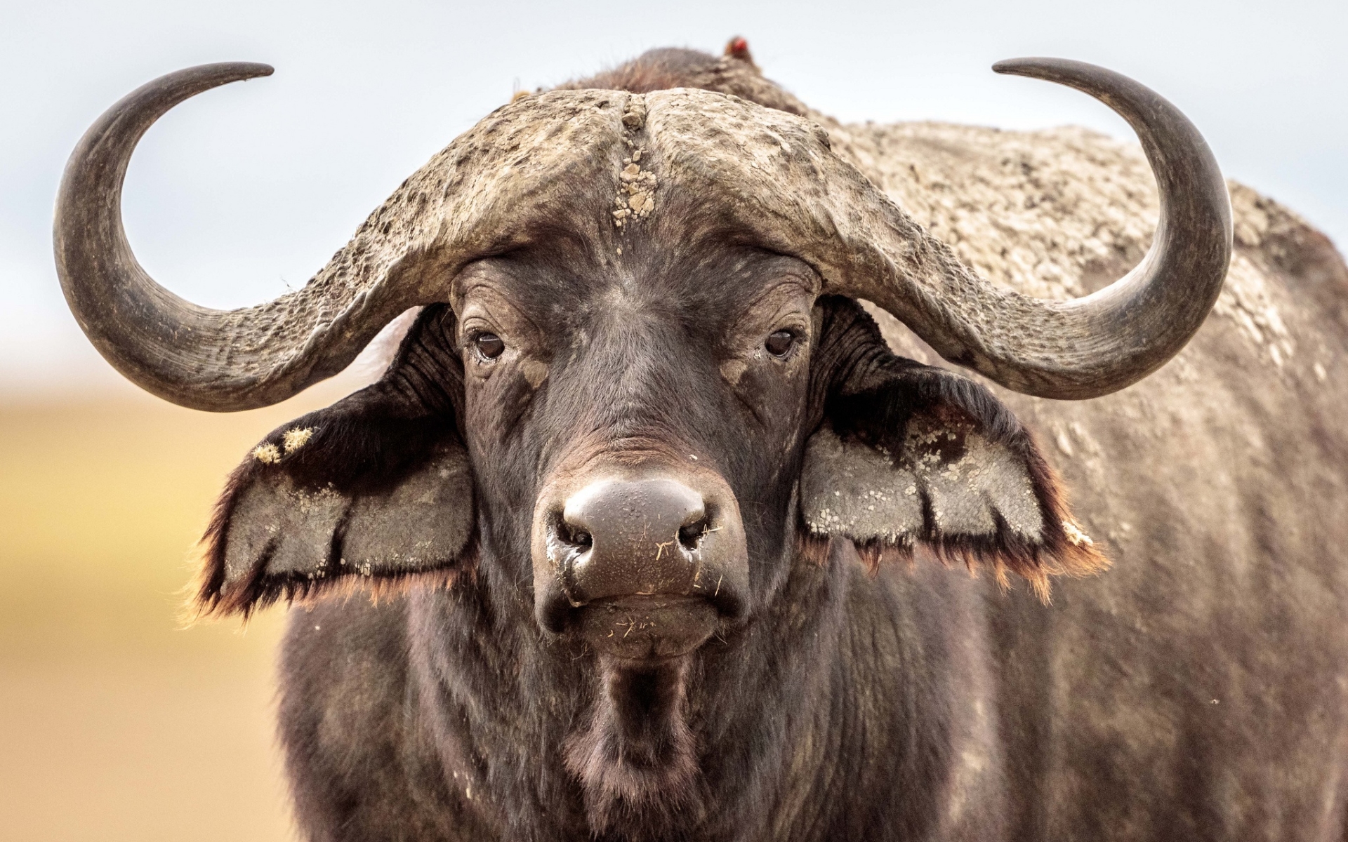 Wallpaper Buffalo, Wildlife, Animal background