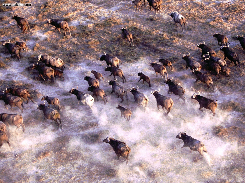 Buffalo, African Buffalo HD Wallpaper