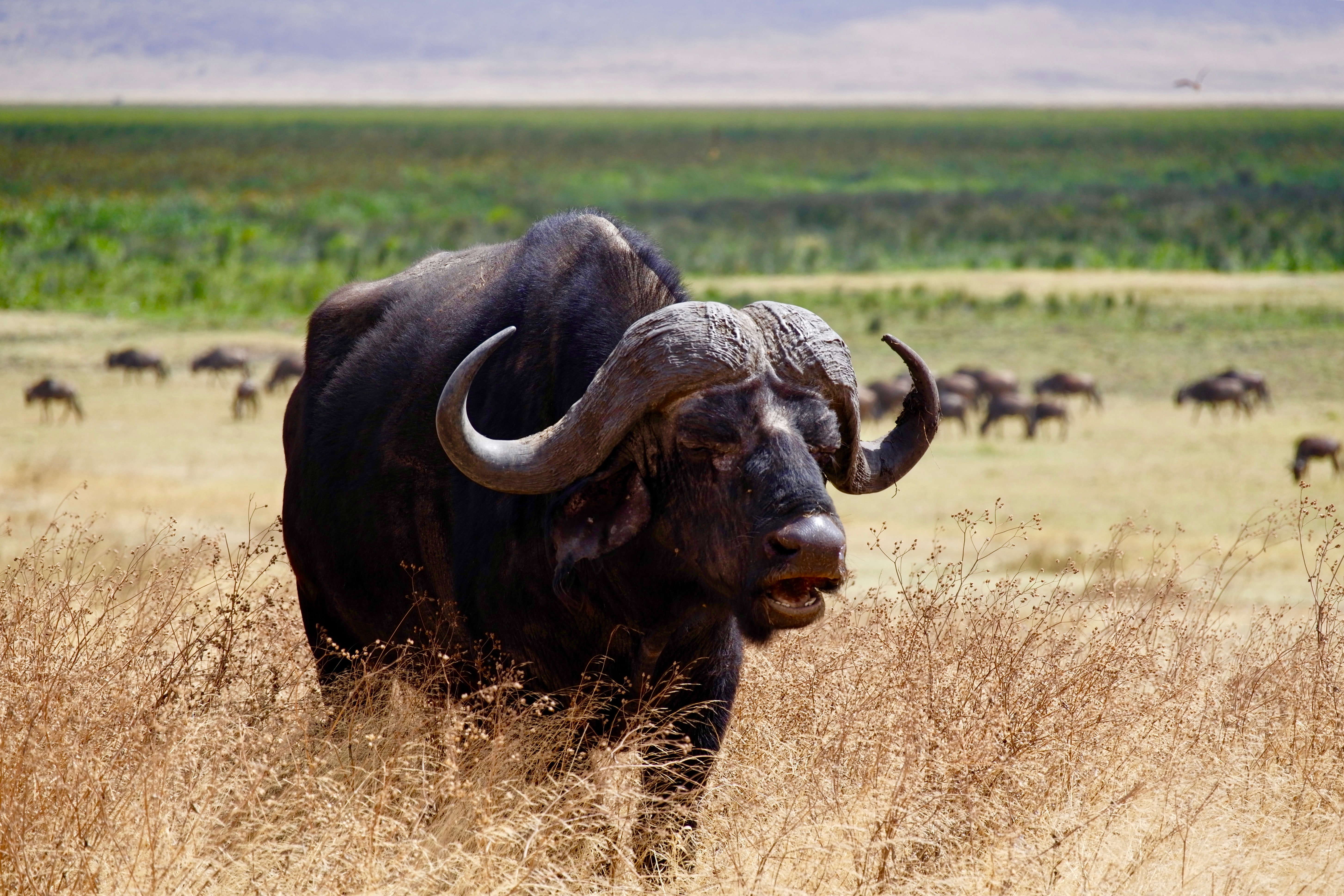 Buffalo 4K wallpaper for your desktop or mobile screen free and easy to download