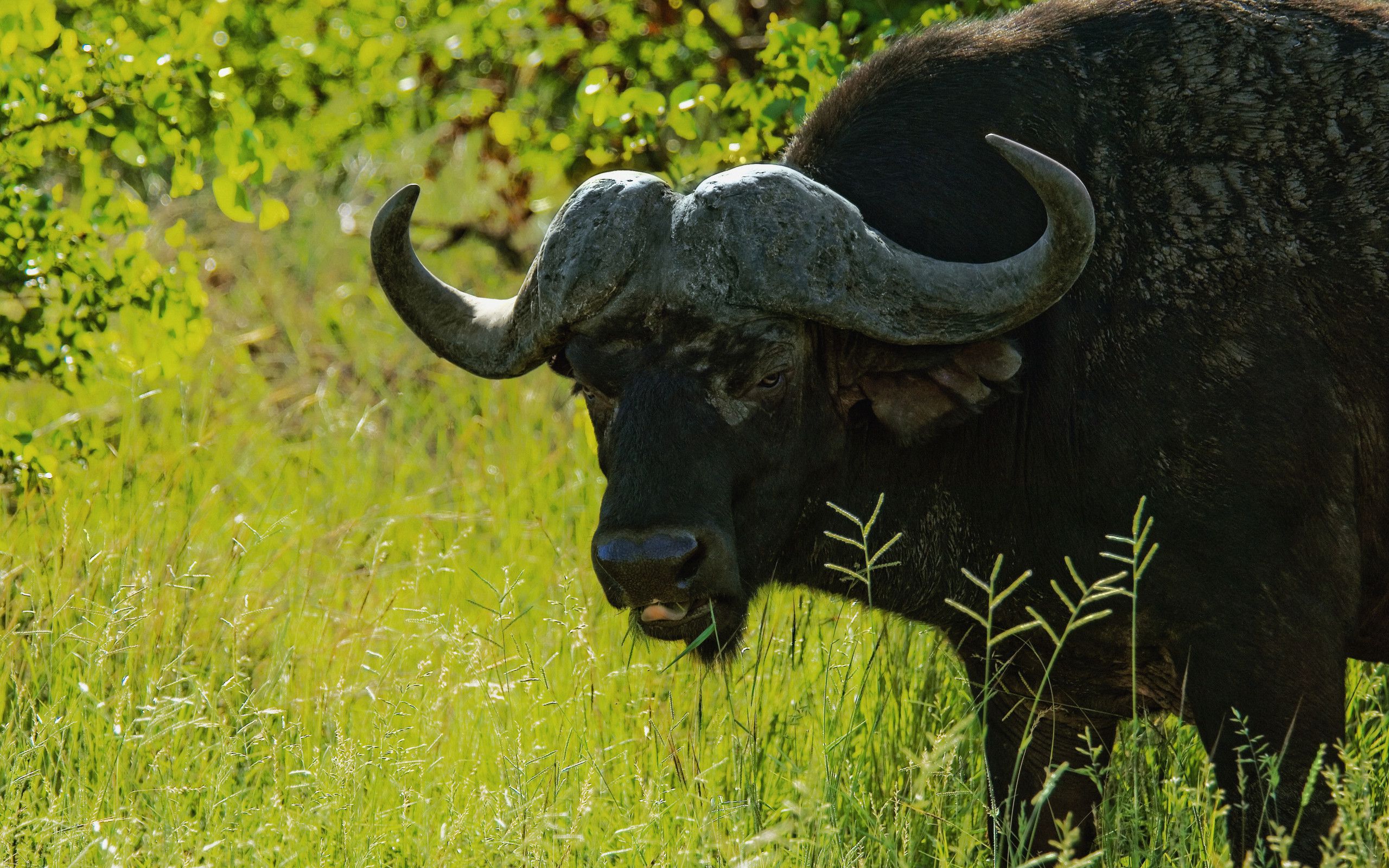 African Buffalo Image