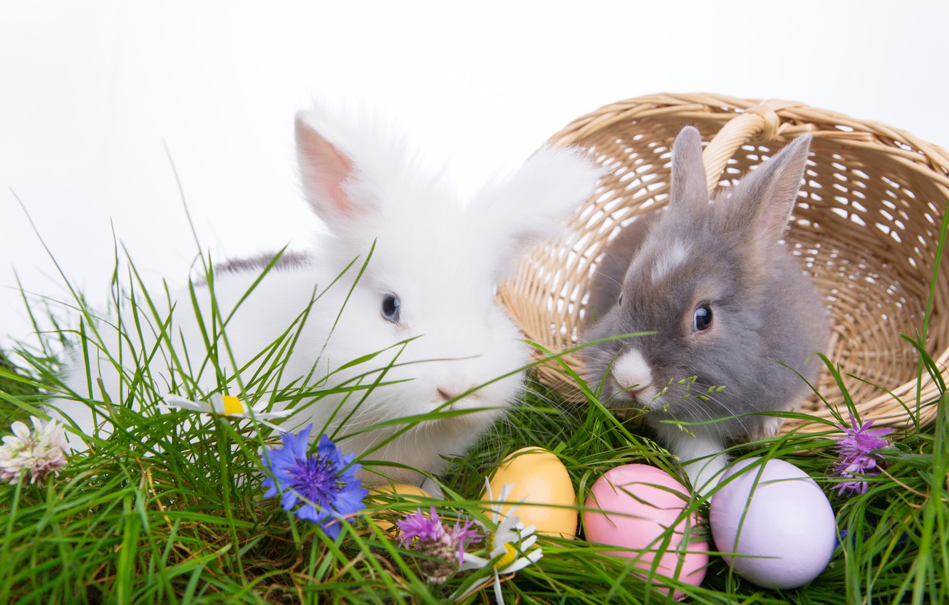 Wallpaper eggs, Easter, Easter eggs, easter, happy easter image for desktop, section праздники