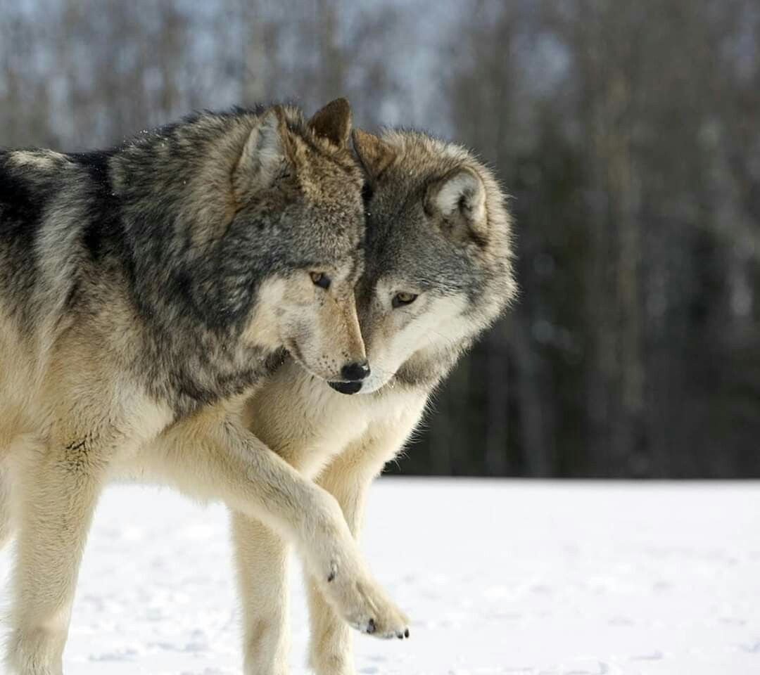 Wolves. Wolf wallpaper, Wolf photo, Beautiful wolves