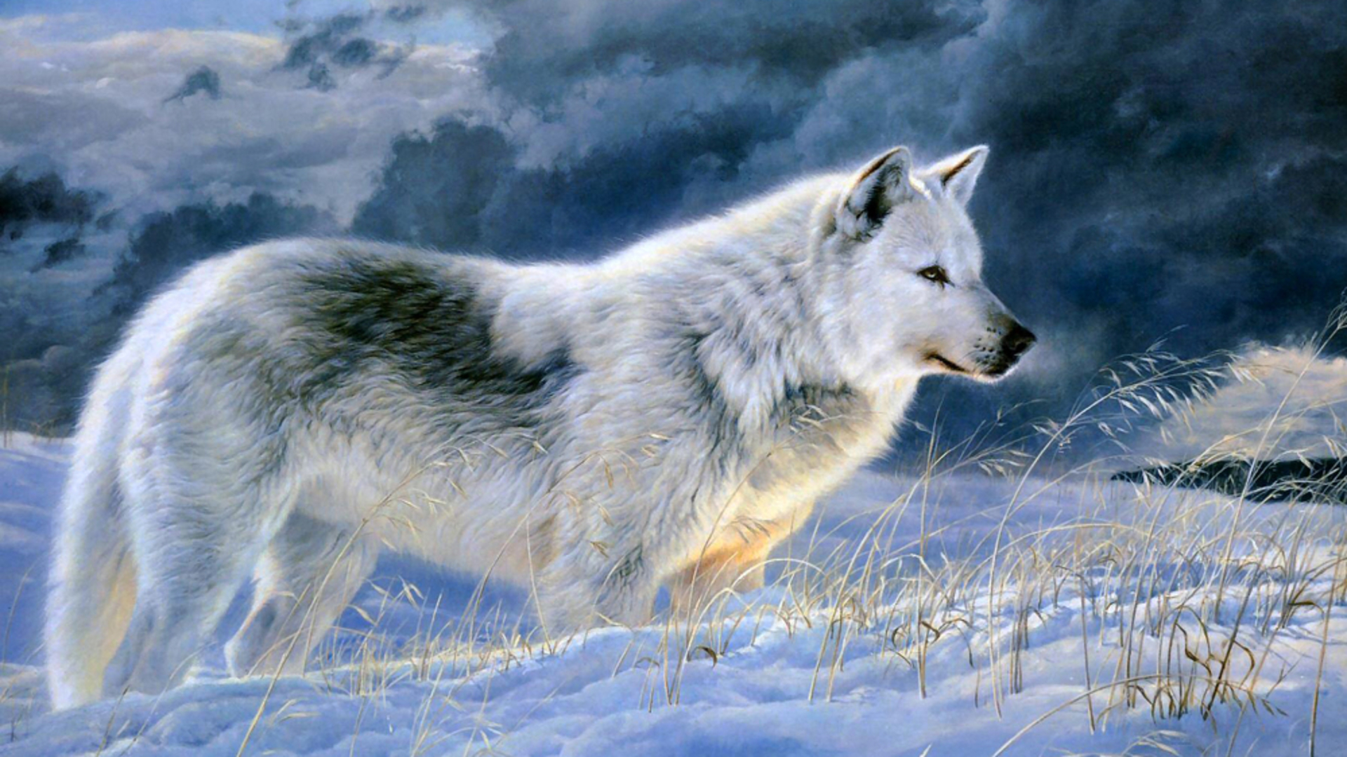 Free download Pics Photo Baby Wolf Background HD Wallpaper [1920x1080] for your Desktop, Mobile & Tablet. Explore Beautiful Wolf Wallpaper. Wolf Wallpaper Desktop, Picture of Wolves for Wallpaper, Wolf
