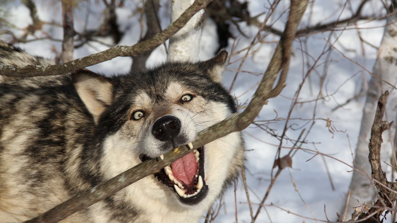 Download wallpaper 1280x720 wolf, branch, teeth, dog, predator hd, hdv, 720p HD background