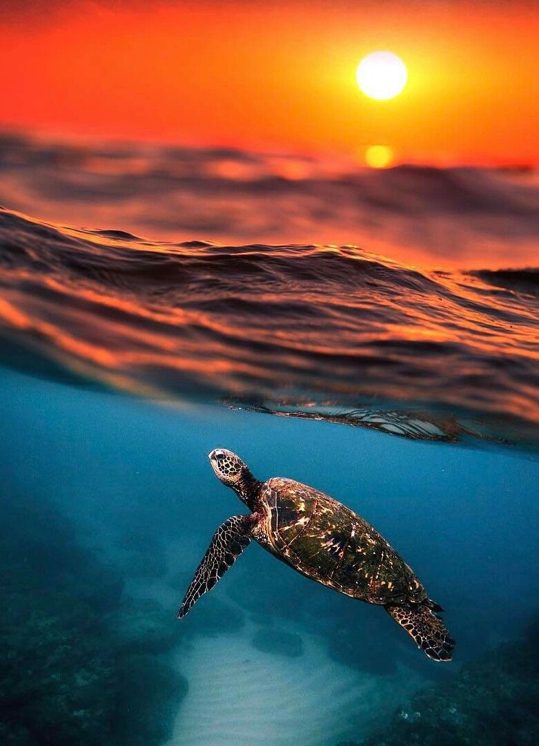 Ocean Baby Sea Turtle