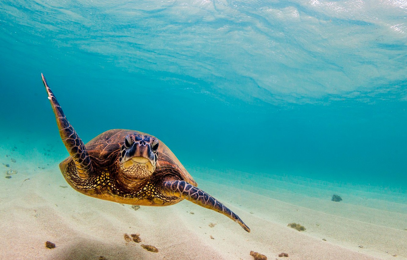 Wallpaper sea, ocean, turtle, sea turtle, swiming image for desktop, section животные