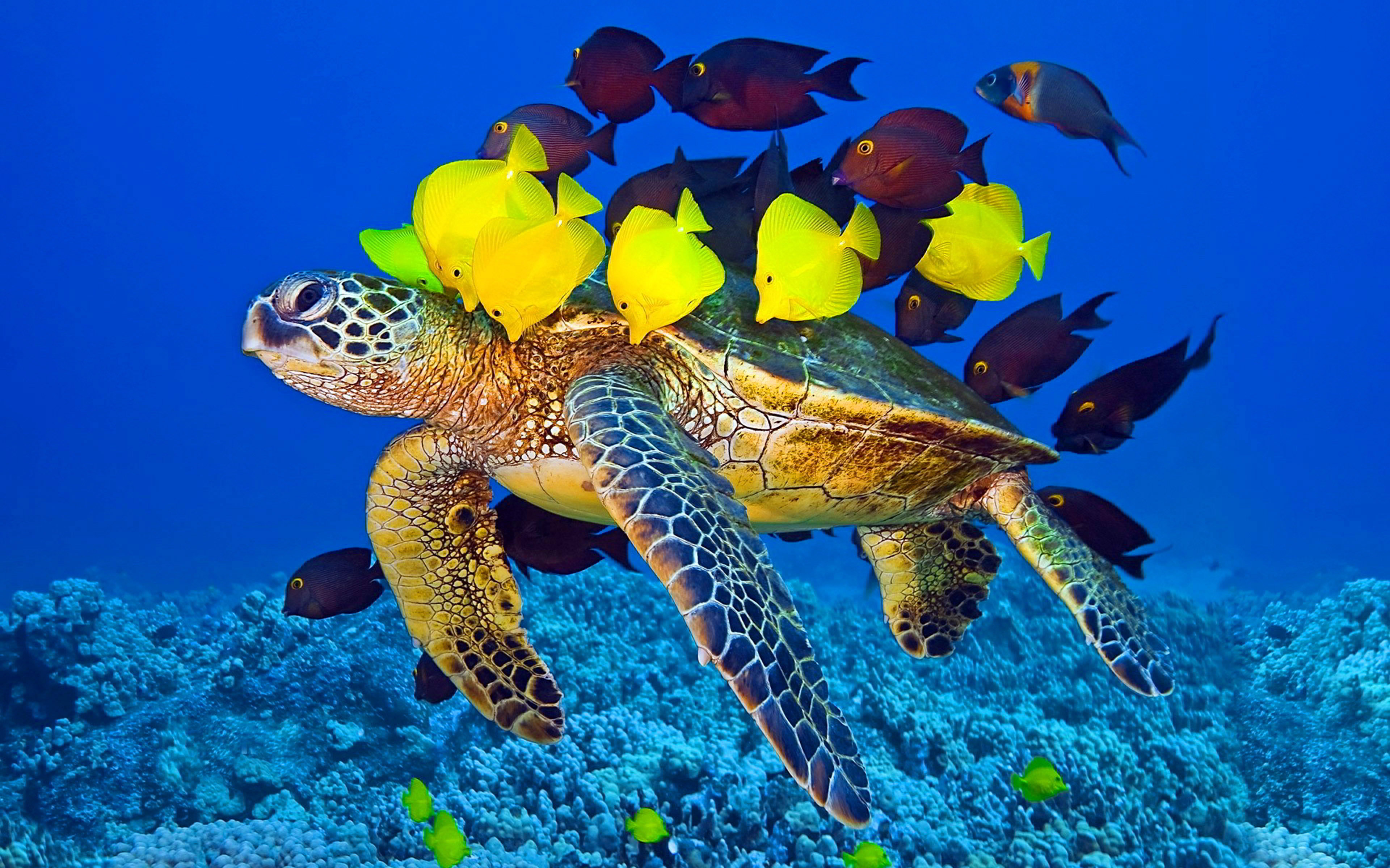 Sea Turtle And Fish Wallpaper HD For Laptop Mobile Phone, Wallpaper13.com