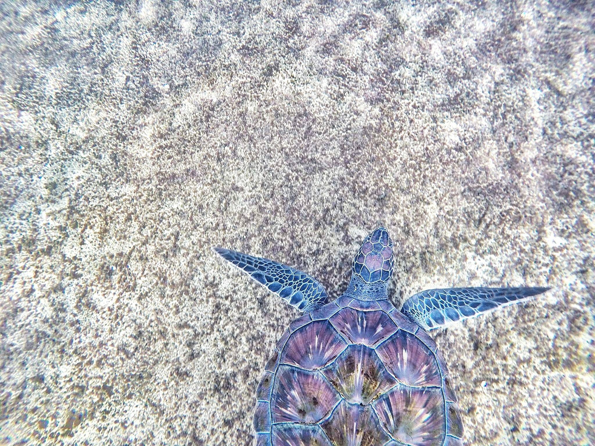 90,Best Sea Turtle Photo · 100% Free Downloads