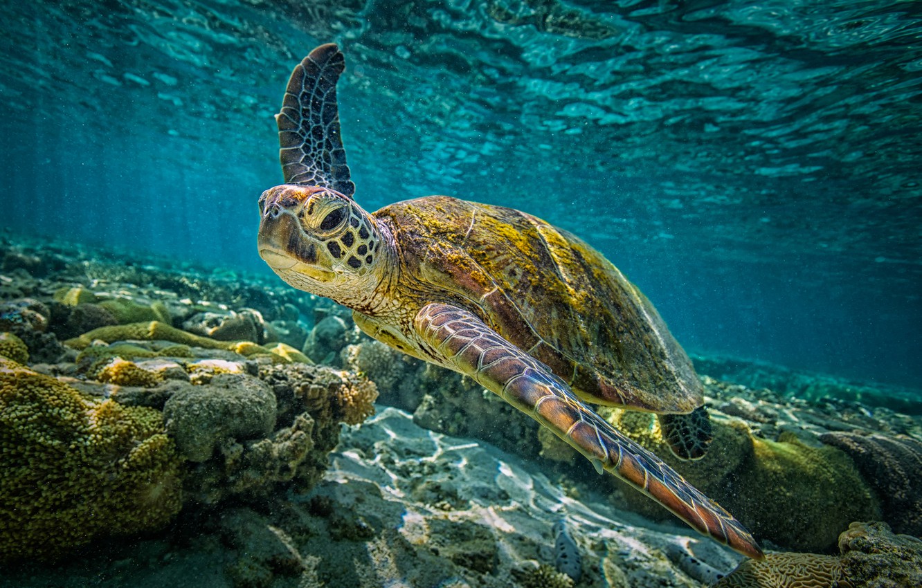 Wallpaper underwater, sea, sea turtle image for desktop, section животные