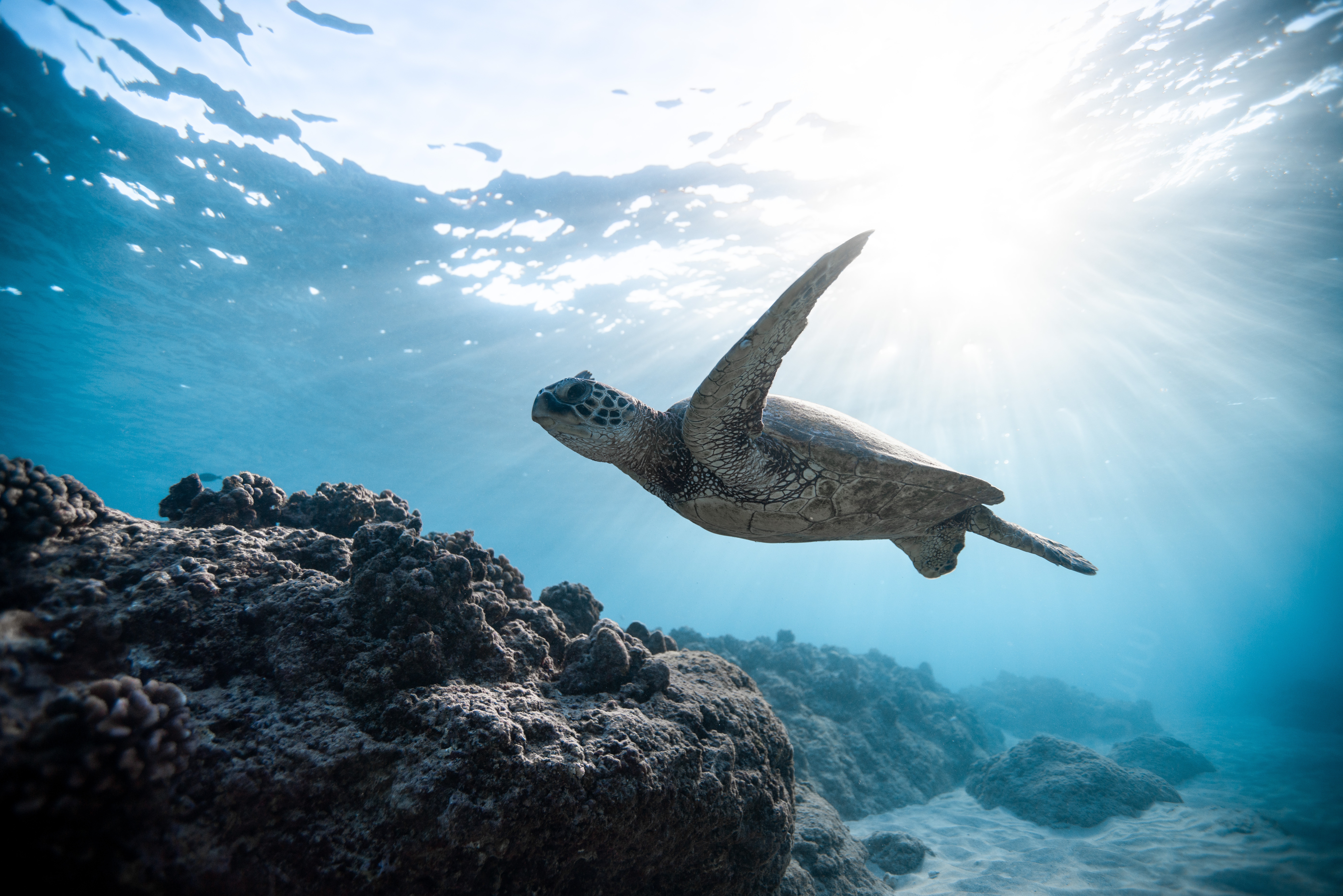 Sea Turtle Photo, Download Free Sea Turtle & HD Image