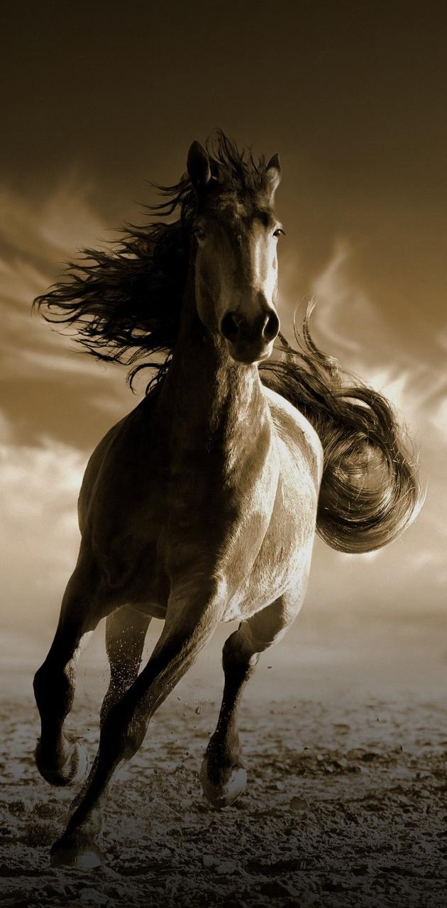 Wild horse wallpaper