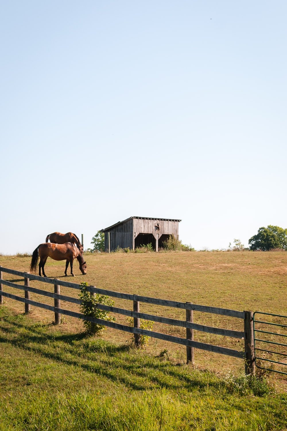 Horse Farm Picture. Download Free Image