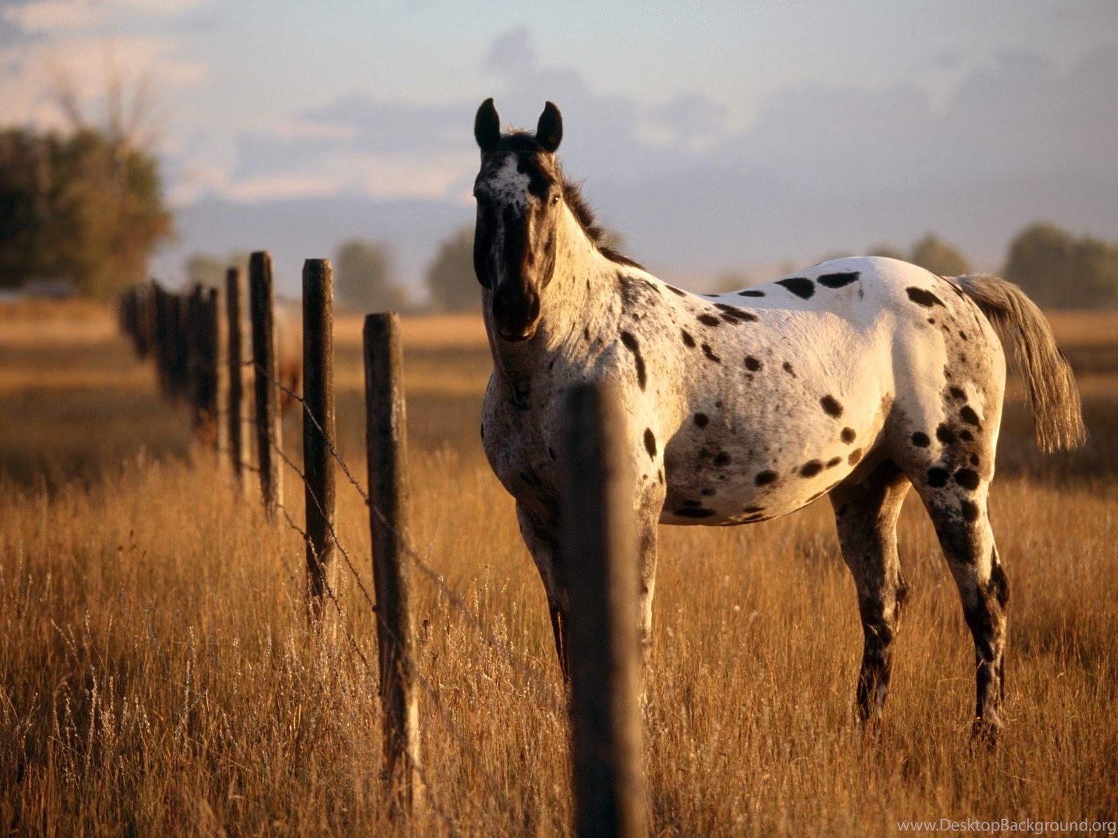 Horse Farm Wallpaper Free Horse Farm Background