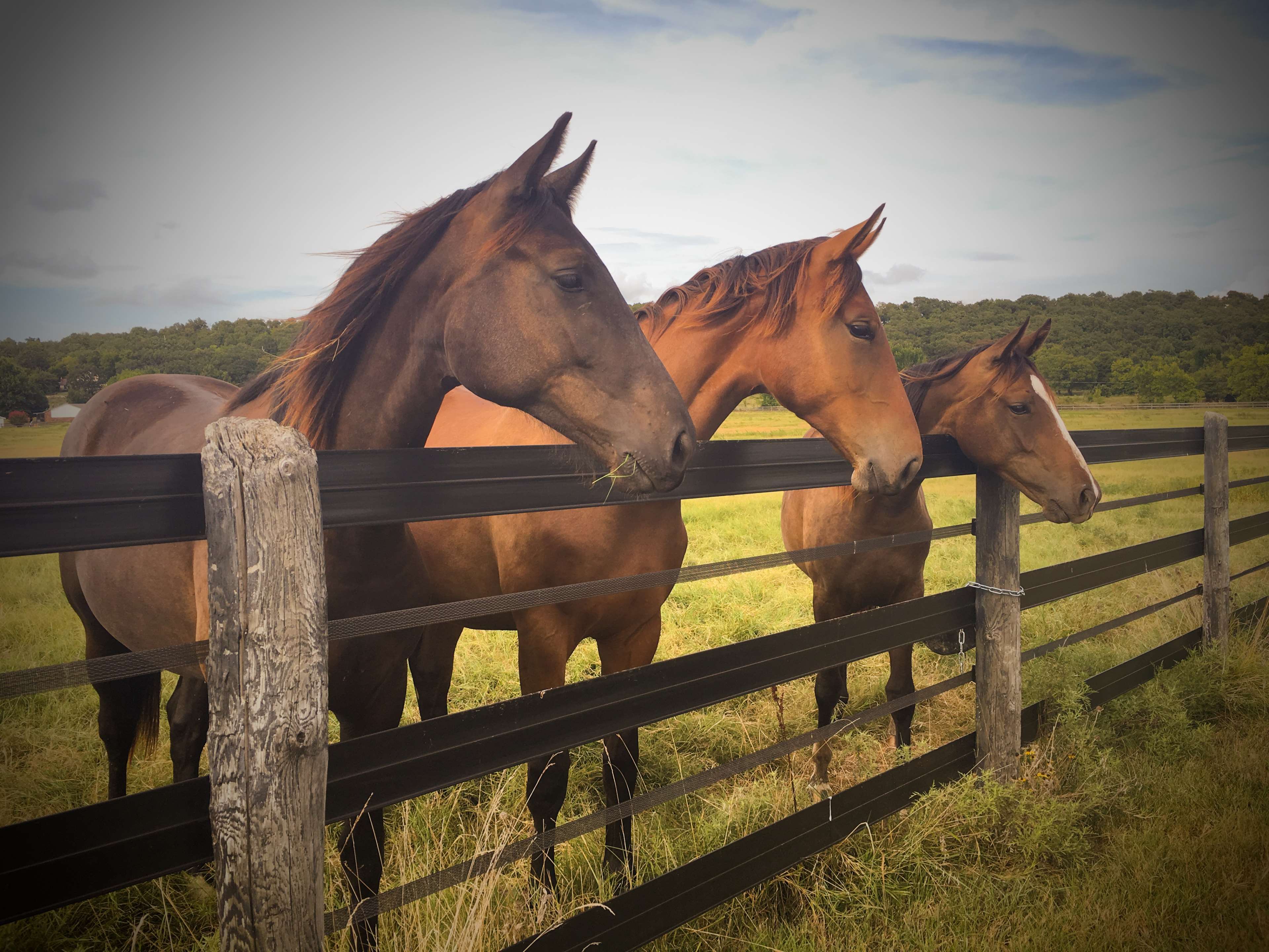 horse farm wallpaper