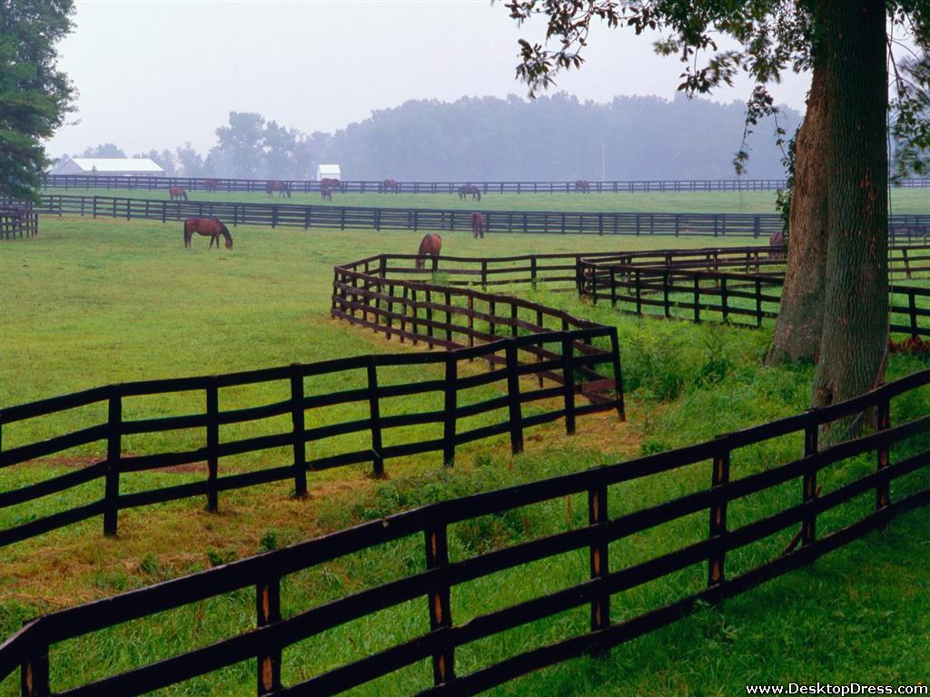 Desktop Wallpaper Animals Background Horse Farm, Goshen, Kentucky