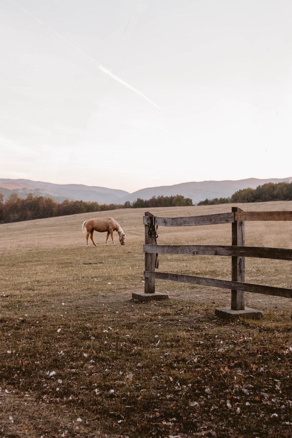 Horse Farm Picture. Download Free Image