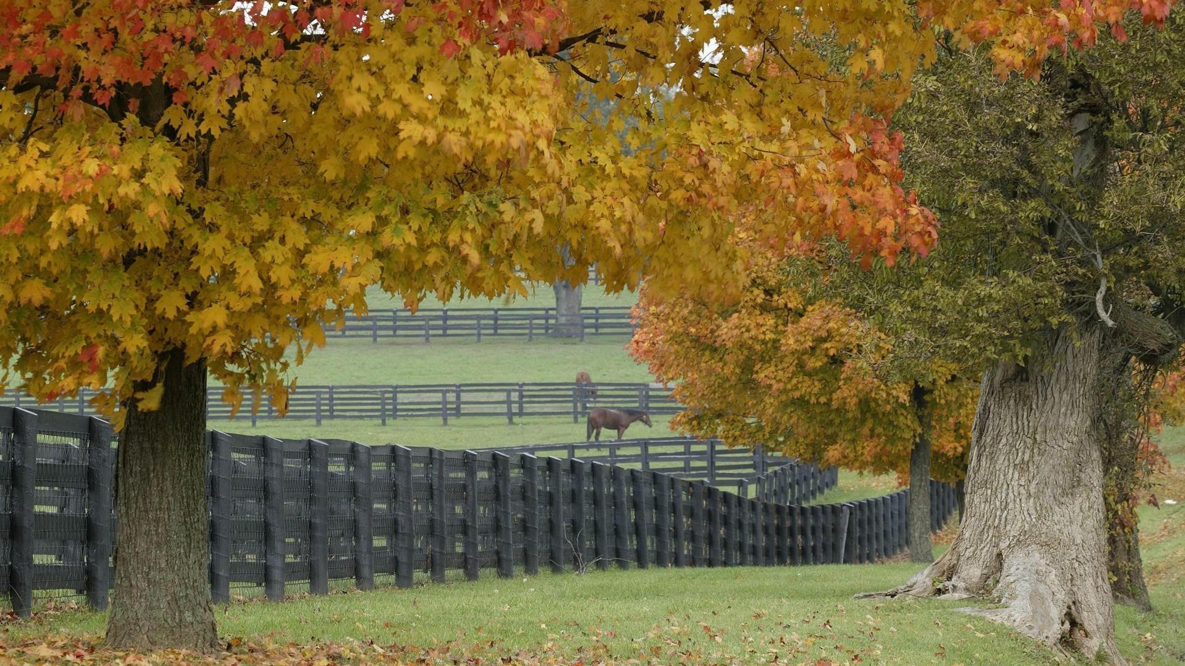 Desktop Wallpaper Horse Farm